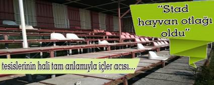Stad hayvan otla�� oldu