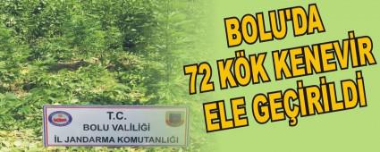 BOLU'DA 72 K�K KENEV�R ELE GE��R�LD�