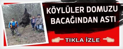 K�YL�LER DOMUZU BACA�INDAN ASTI