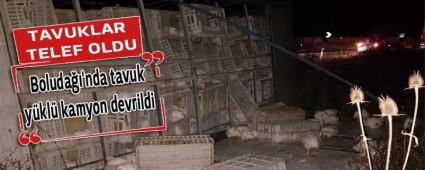 TAVUKLAR TELEF OLDU