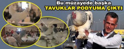 TAVUKLAR PODYUMA �IKTI