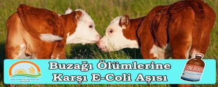Buza�� �l�mlerine Kar�� E-Coli A��s� �le Dur Denilecek