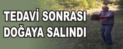 TEDAV� SONRASI DO�AYA SALINDI