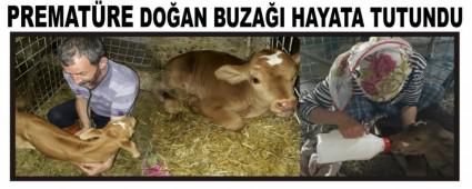 PREMAT�RE DO�AN BUZA�I HAYATA TUTUNDU