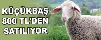 K���KBA� 800 TL'DEN SATILIYOR