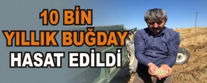 10 B�N YILLIK BU�DAY HASAT ED�LD�