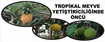 TROP�KAL MEYVE YET��T�R�C�L���NDE �NC�