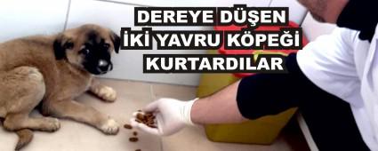 DEREYE D��EN �K� YAVRU K�PE�� KURTARDILAR
