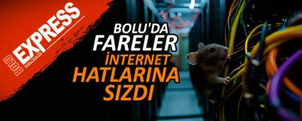 BOLU\'DA FARELER �NTERNET HATLARINA SIZDI