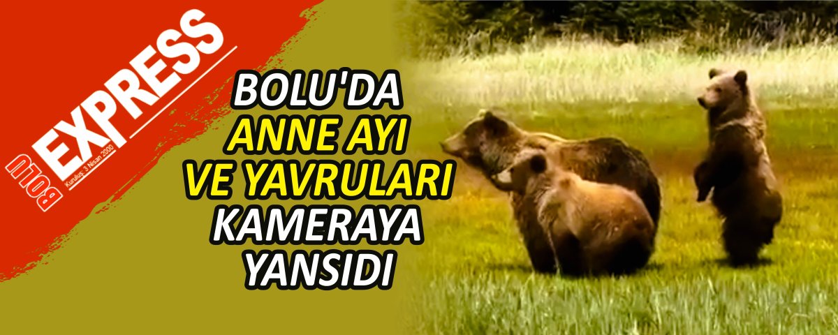 BOLU'DA ANNE AYI VE YAVRULARI KAMERAYA YANSIDI